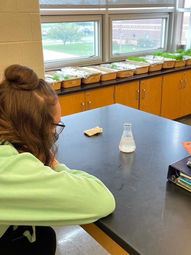student observes chemical reaction in an Erlenmeyer flask.